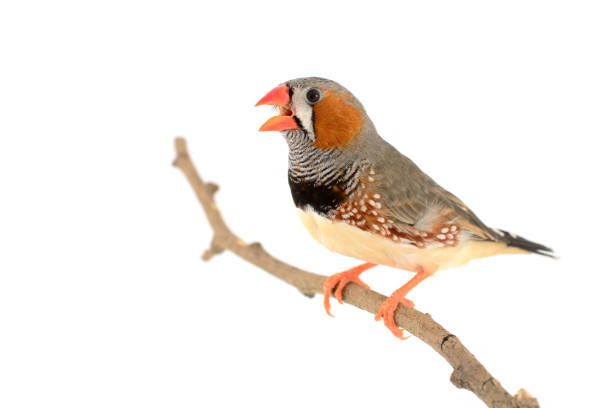 istock Zebra Finch bird 649598112