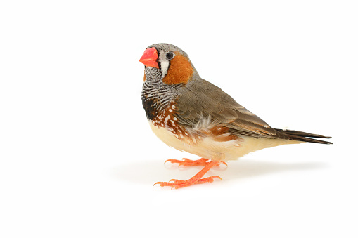 Beautiful bird, Zebra Finch perching on a branch isolated on white background.