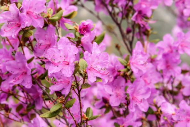 istock rhododendron flowers magenta background 649602214