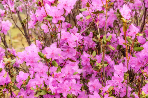 istock rhododendron flowers magenta background 649602298