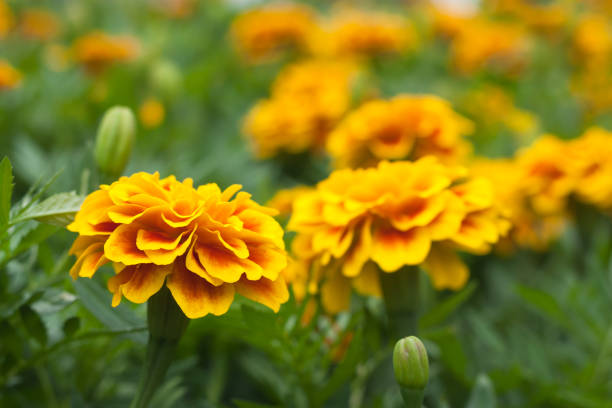 istock Close up yellow flowers 649609072