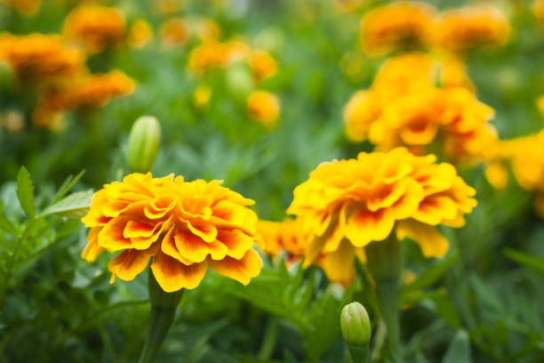 istock Close up yellow flowers 649609114