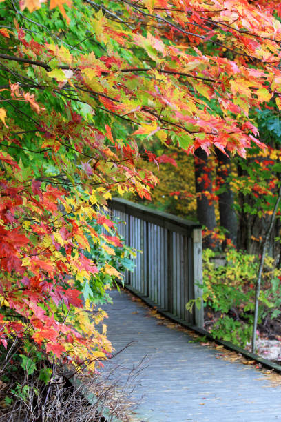 istock Colors of autumn background. 649609602