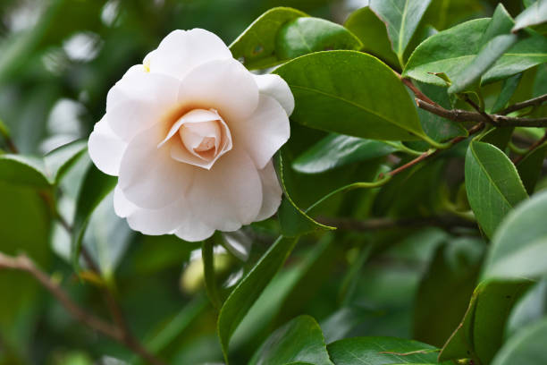 istock Camellia japonica 649611652