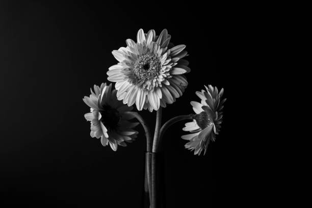 istock flowers on the black background 649612178