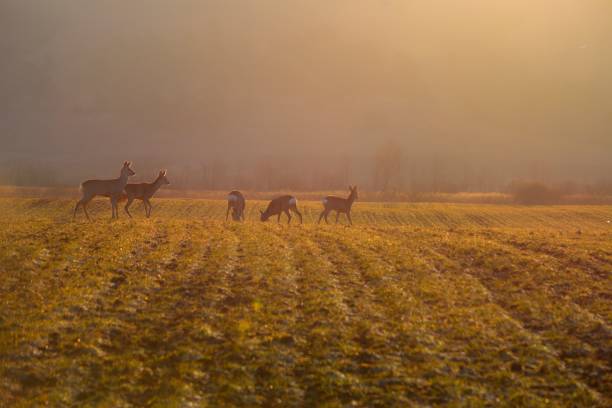 istock deers on meadow in the morning 649612332