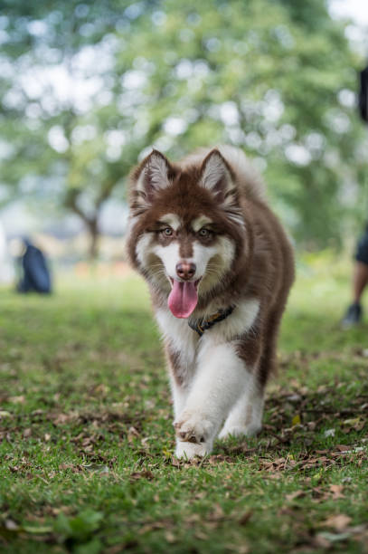 istock The Brown Alaskan Malamute puppies 649615448