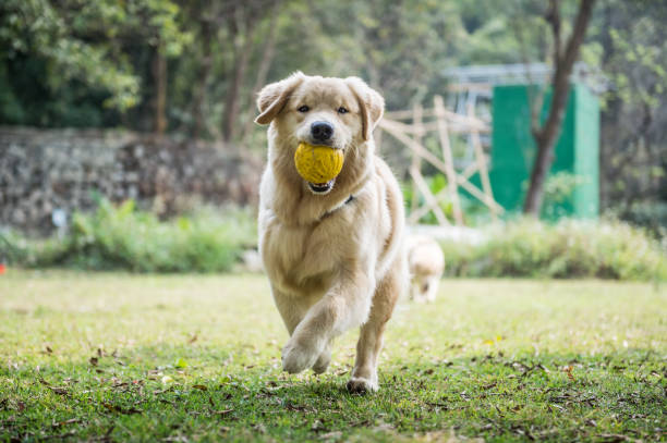 istock Dogs playing in the grass 649615490