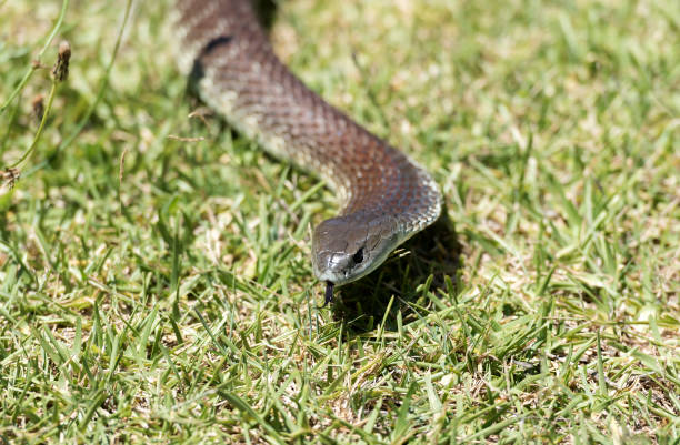 Tiger snake Tiger snake, Australia east stock pictures, royalty-free photos & images