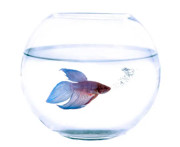 Siamese fighting fish in  fishbowl in front of white background