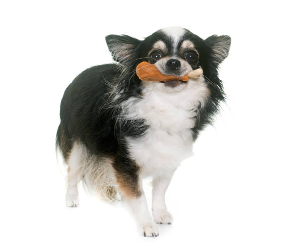 istock chihuahuas and treats 649629374