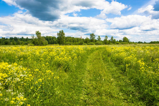 istock Sunny summer landscape with yellow flowers. 649630624