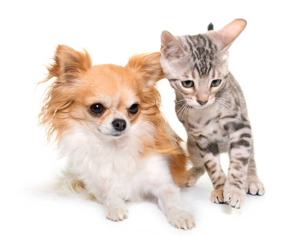istock bengal kitten and chihuahua 649630940