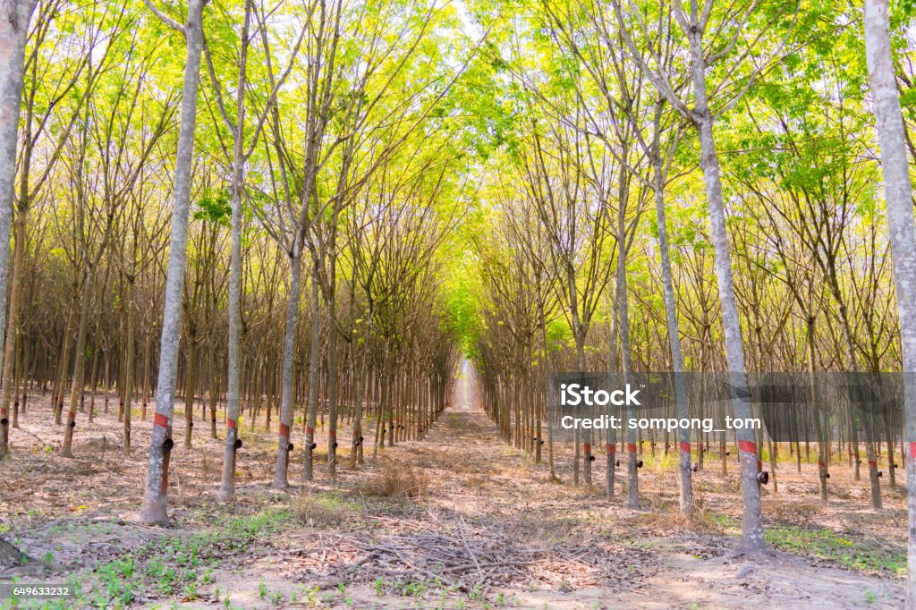 Forêt et plantation de caoutchouc - Photo de Affaires Finance et Industrie libre de droits