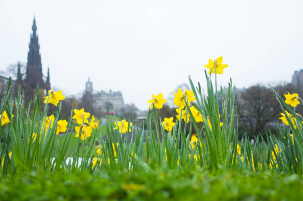 Perky yellow daffodils in Princes Gardens, Edinburgh, brave the rainy springtime weather. The Scott Monument and Balmoral Hotel out of focus in the background.