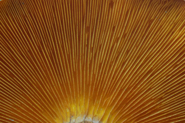 istock Orange jack mushroom close-up 649634156