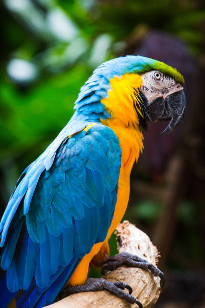 istock Blue and Yellow Macaw, Tropical Bird, Rainforest, Brazil 649634480