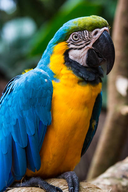 istock Blue and Yellow Macaw, Tropical Bird, Rainforest, Brazil 649634518