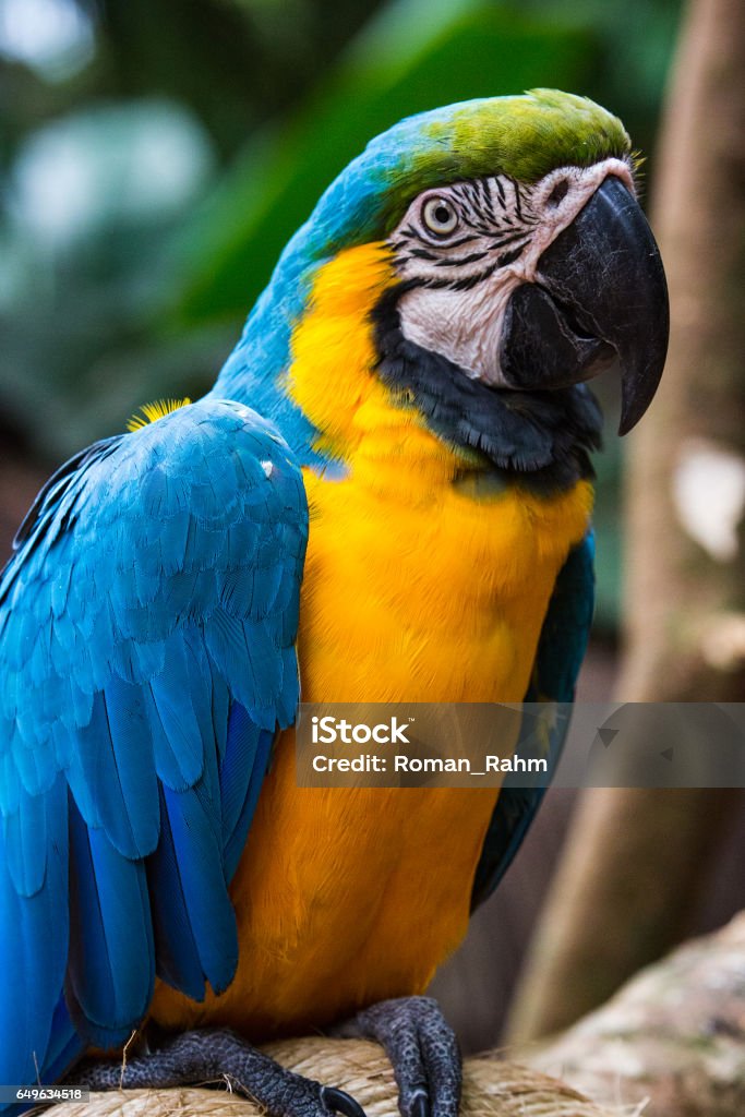 Đi mua chim về nuôi - Vẹt rừng xanh thuần cực đẹp - YouTube