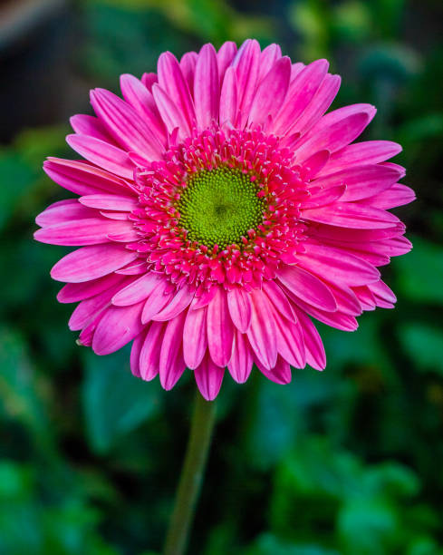 istock Excellent bright and lovely fresh Daisy flower standalone 649634910