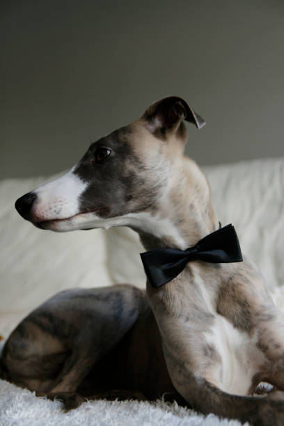 istock A beautiful dog wearing a black tie bow 649638964