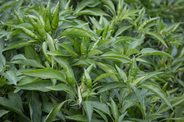 green chili peppers' plant cultivation - mexican flame leaf imagens e fotografias de stock