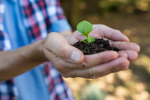 istock Senior man holding crop in his hands 649642540