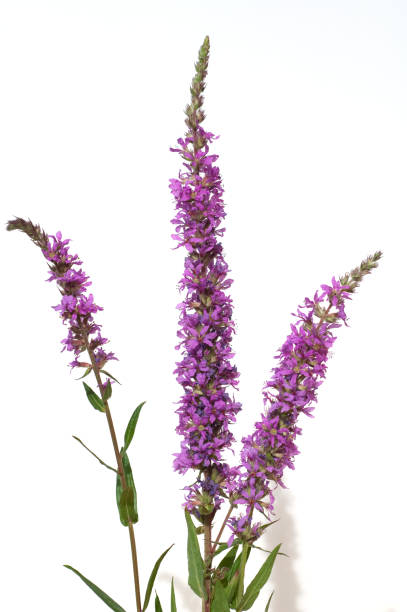 Loosestrife; Lythrum; salicaria Loosestrife; Lythrum; salicaria lythrum salicaria purple loosestrife stock pictures, royalty-free photos & images
