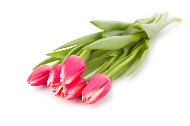 Spring flower red pink tulips bouquet isolated on white background. with clipping path. Top view.