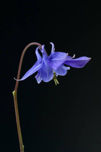 istock Columbine; Aquilegia; vulgaris 649653722