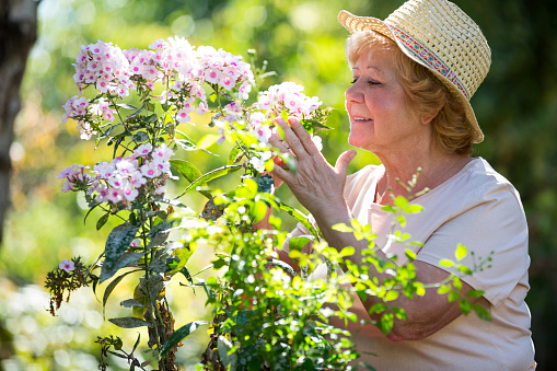 Senior woman examining flowers in garden on a sunny day