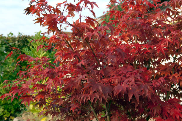 istock Acer; palmatum, in autumn 649657524