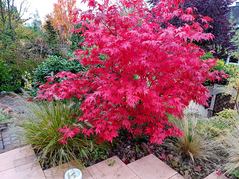 Acer, palmatum, Osakazuki, japonicum; Japanese