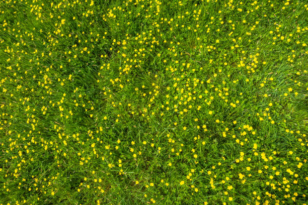 istock Wild flowers, texture of grass in green field at spring 649664236