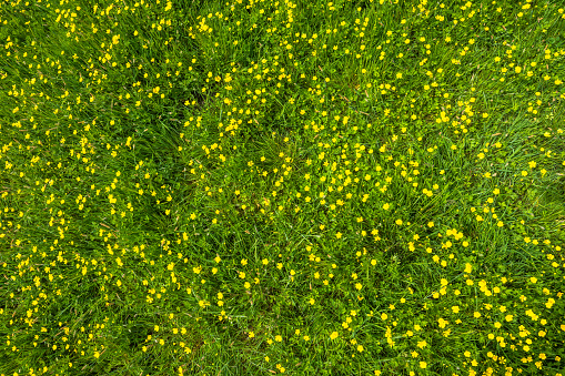 Wild flowers, texture of grass in green field at spring