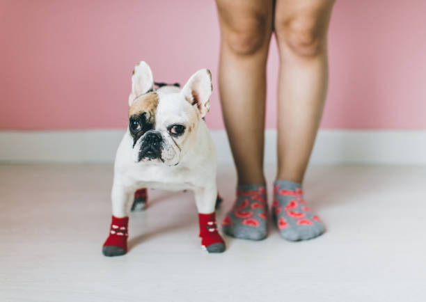 istock Womens Legs with dog side by side. 649664624