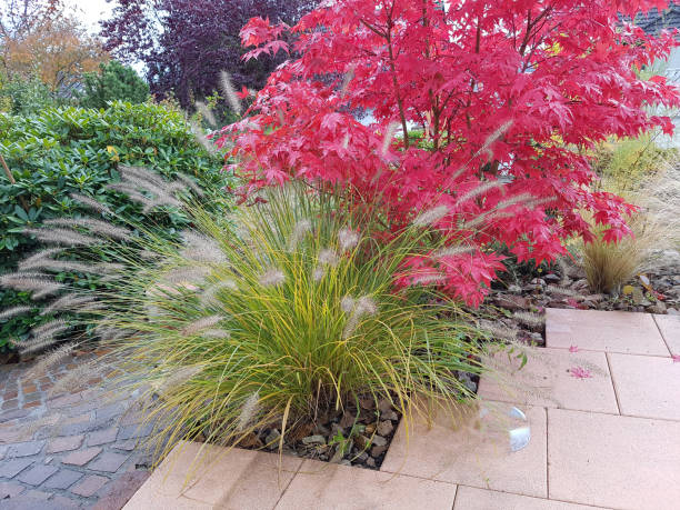 istock Acer, palmatum, Osakazuki, japonicum; Japanese 649664846