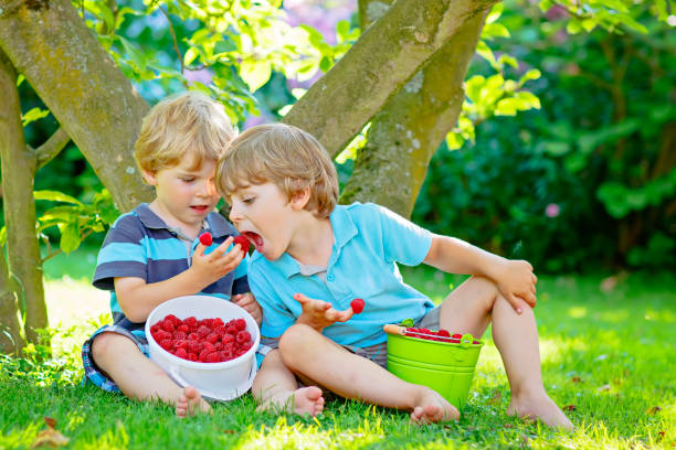 istock Two little friends, kid boys having fun on raspberry farm in summer 649666108