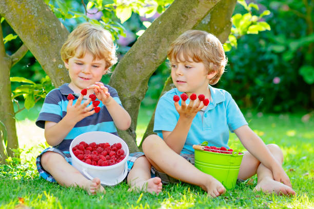 istock Two little friends, kid boys having fun on raspberry farm in summer 649668724
