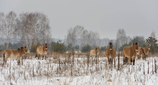 istock Przewalski Horses in Winter Chernobyl 649669318