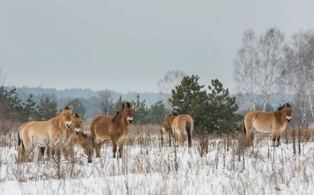 Przewalski Horses in the death zone around Chernobyl in the Ukrain in wintertime.