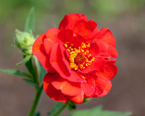 The bright red double flower of Geum chiloense 'Mrs J Bradshaw', a perennial garden plant also known as Avens.