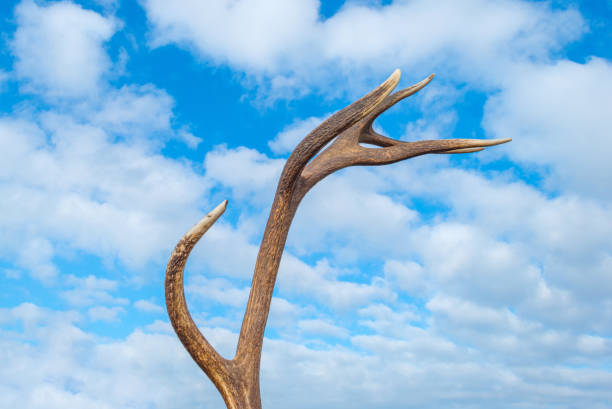 istock Antler of  deer in a blue cloudy sky 649669850