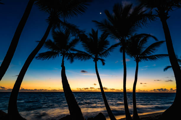 istock sunset silhouette of palm trees 649673076