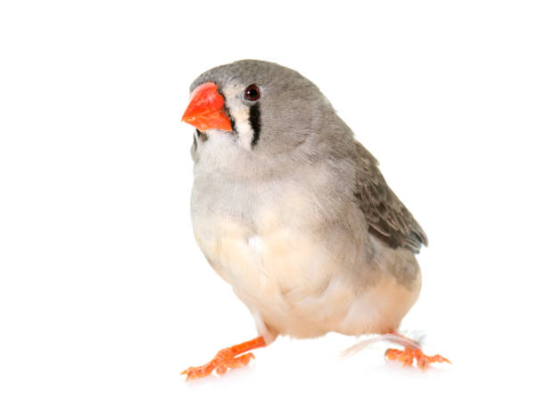Zebra finch Zebra finch in front of white background zebra finch stock pictures, royalty-free photos & images