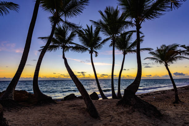 istock sunset silhouette of palm trees 649675534