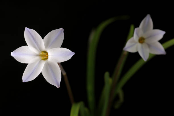 istock Japanese ipheion flower on black 649676096