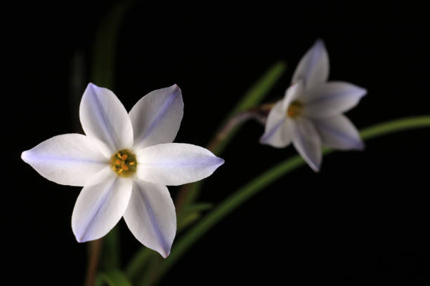 istock Japanese ipheion flower on black 649676168