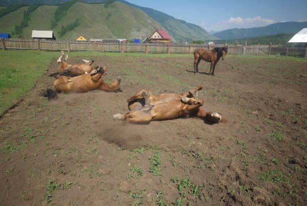 cavallo tra erba verde in natura. cavallo marrone. cavalli al pascolo nel villaggio - horse cutting competition foto e immagini stock