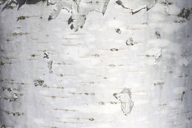 istock Natural wood background with birch bark texture 649684550